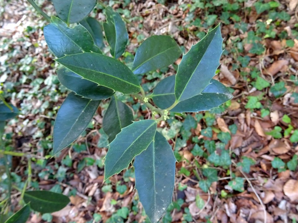 Feuilles de Houx, Ilex aquifolium, Aquifoliacées 