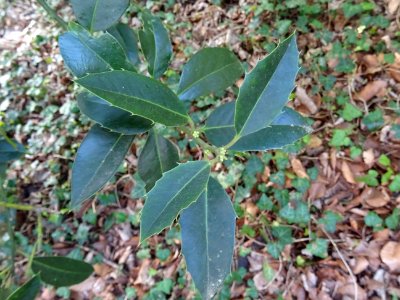 Feuilles de Houx, Ilex aquifolium, Aquifoliacées 