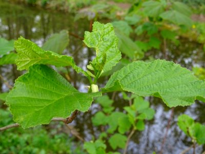 Feuilles, Aulne glutineux, Alnus glutinosa, Betulacées 