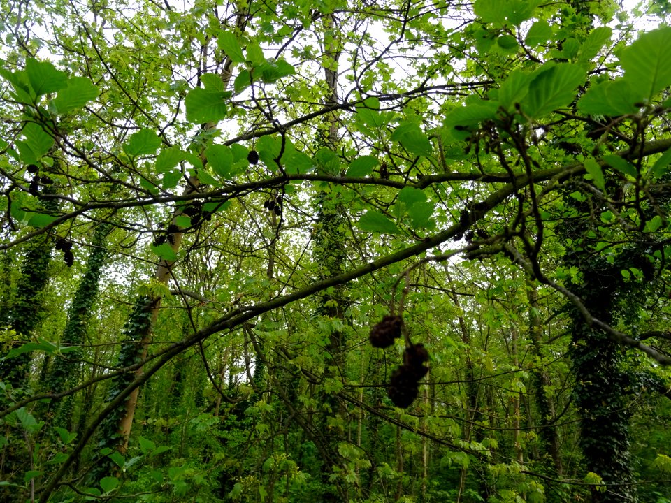 Feuilles et glomérules femelles, Aulne glutineux, Alnus gl… 