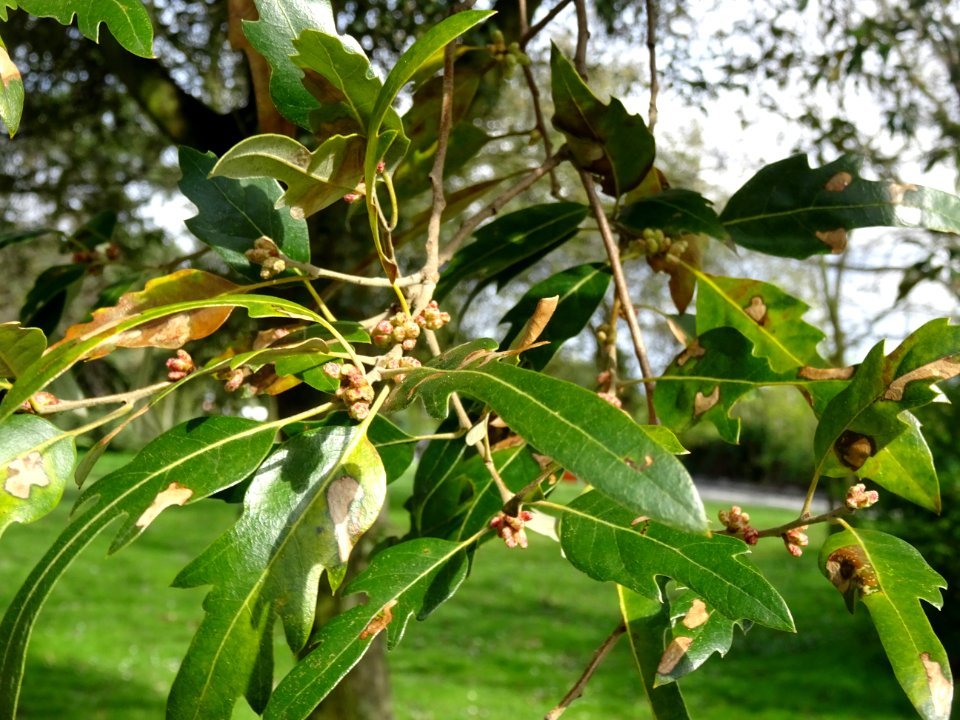 Feuilles et bourgeons de Chêne hispanique, Quercus hispani… 
