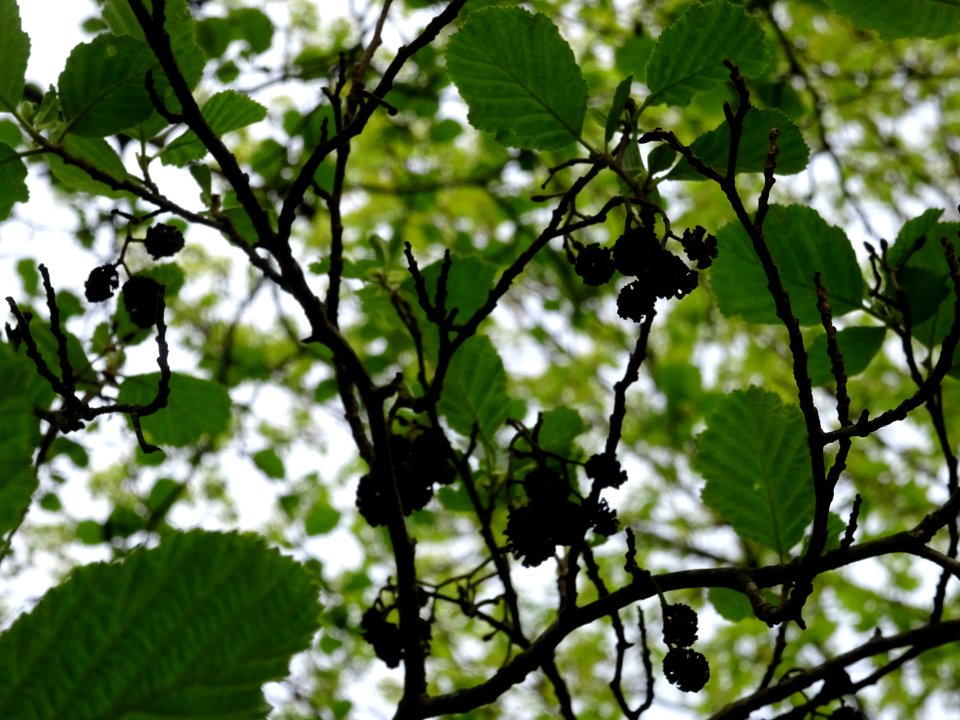 Feuilles et glomérules femelles, Aulne glutineux, Alnus gl… 