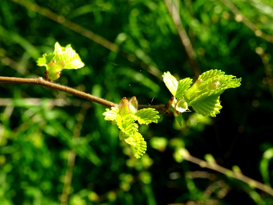 Jeunes feuilles d'Orme champêtre, Ulmus campestris, Ulmacé… 