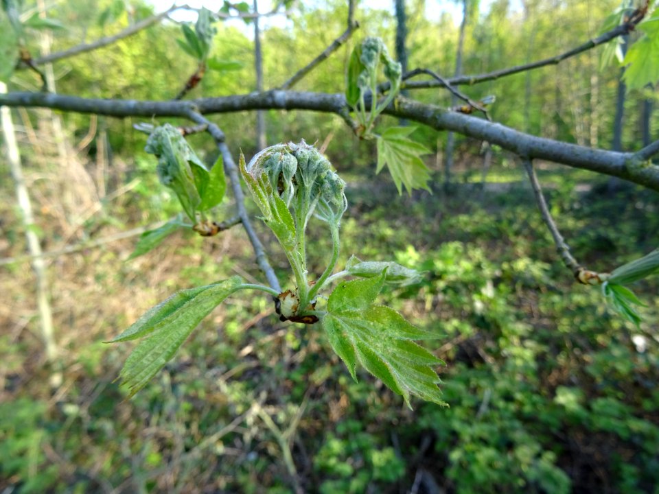 Jeunes feuilles et inflorescences encore vertes de l'Alisi… 
