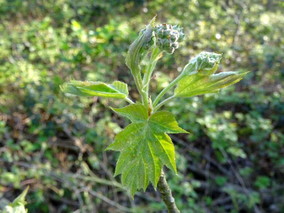 Jeunes feuilles et inflorescences encore vertes de l'Alisi… 