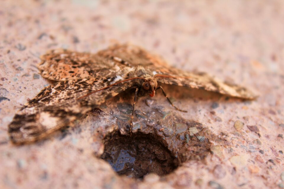 Butterfly zoom details
