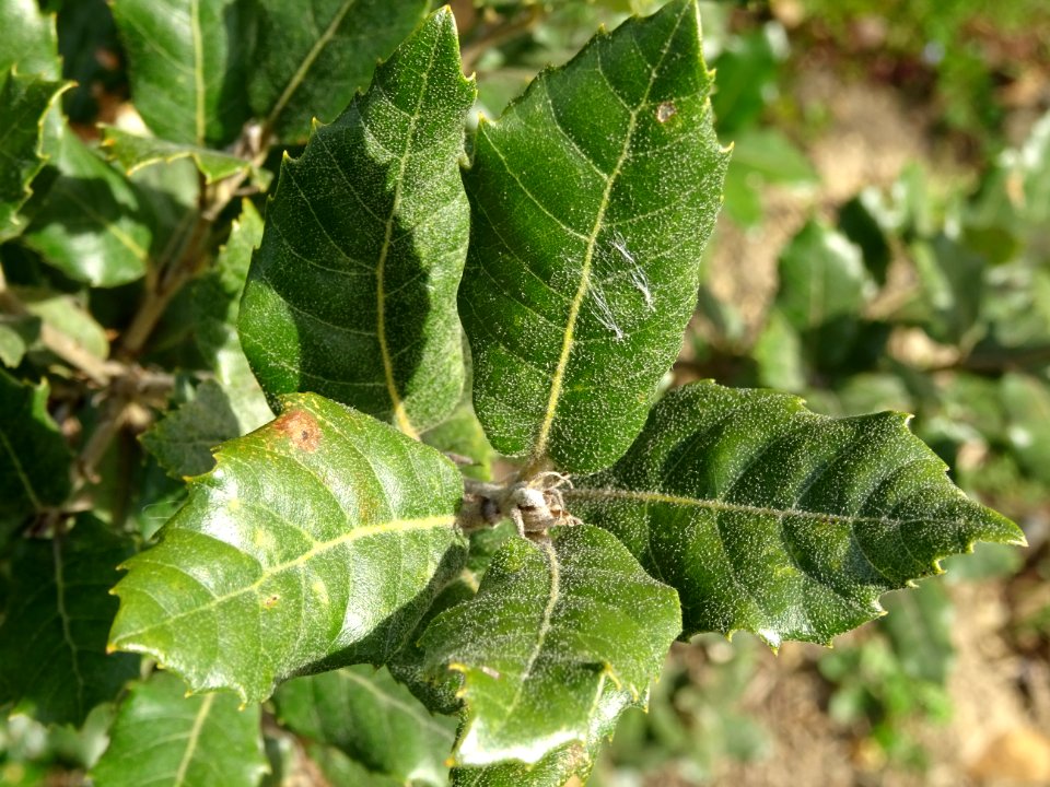 Feuilles de Chêne vert, Quercus ilex, Fagacées 