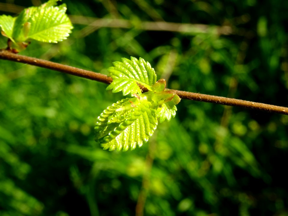 Jeunes feuilles d'Orme champêtre, Ulmus campestris, Ulmacé… 