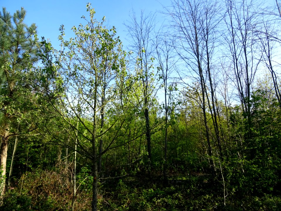 Alisier torminal, Sorbus torminalis, Rosacées 