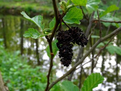 Glomérules femelles, Aulne glutineux, Alnus glutinosa, Bet… 