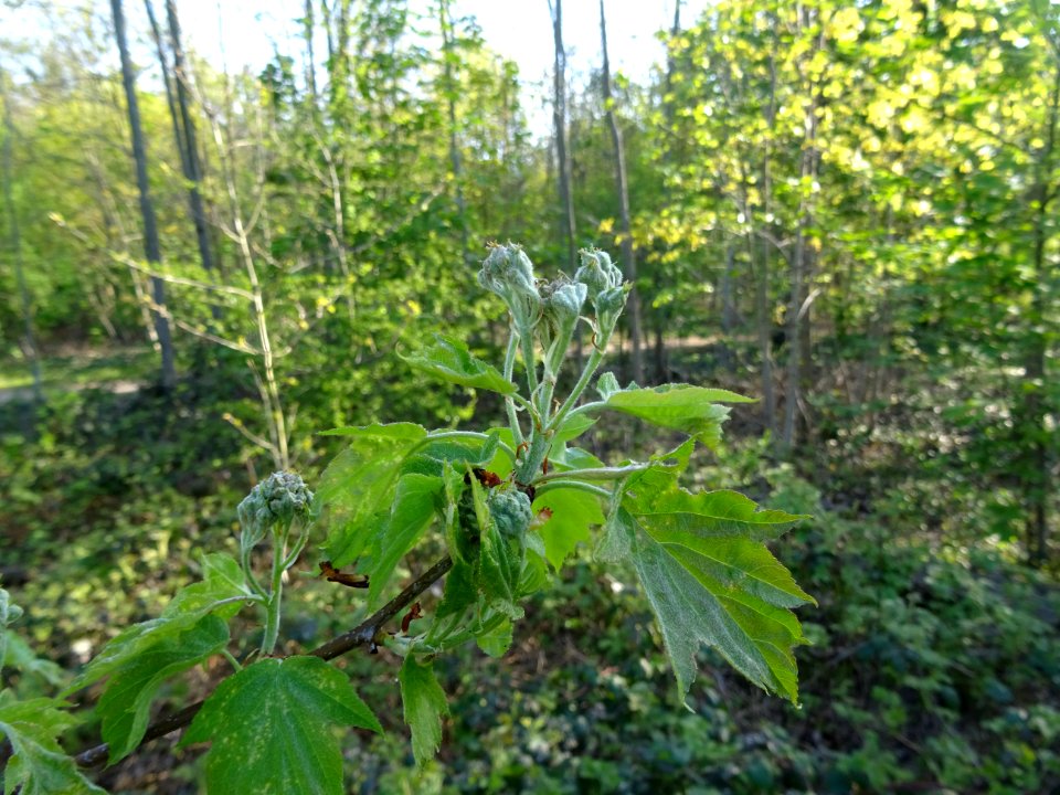 Jeunes feuilles et inflorescences encore vertes de l'Alisi… 