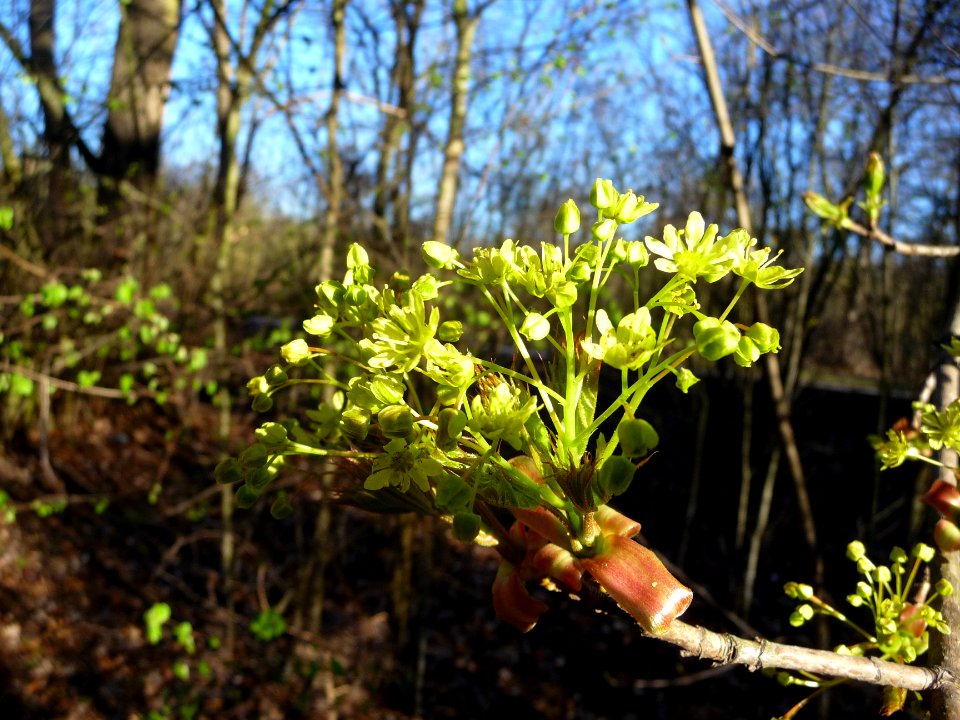 Inflorescences dressées d'érable plane, Acer planatoides, … 