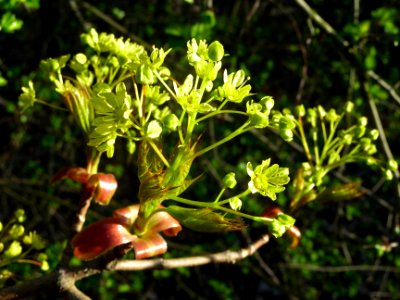 Inflorescences dressées et jeunes feuilles d'érable plane,… 