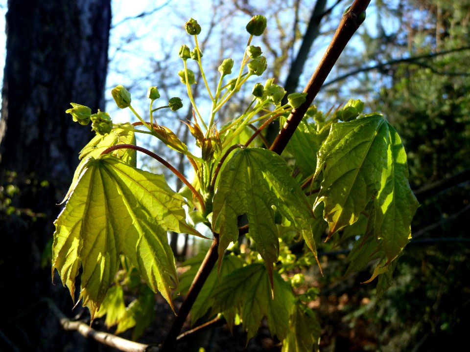 Inflorescences dressées et jeunes feuilles d'érable plane,… 
