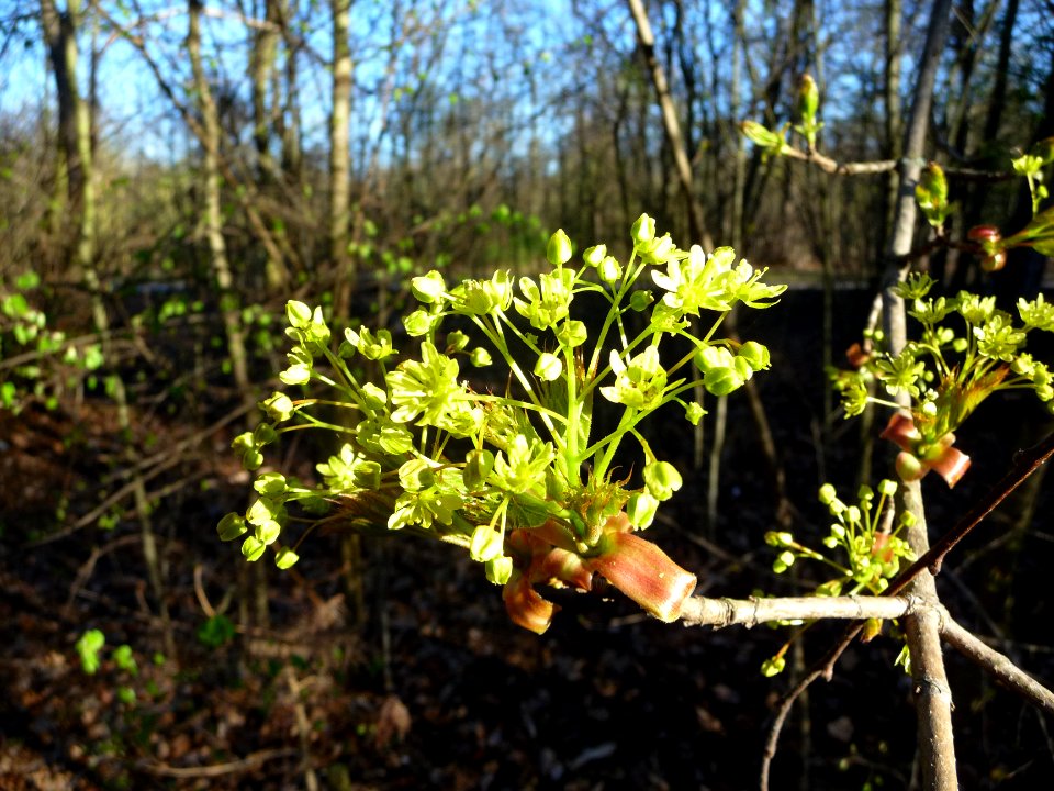 Inflorescences dressées d'érable plane, Acer planatoides, … 