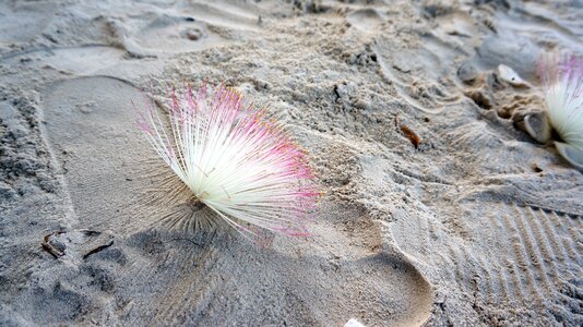 Flowers sand seaside photo