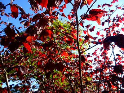 Feuilles de noisetier pourpre, Corylus maxima purpurea, Bé… 