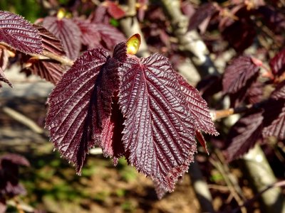 Feuilles de noisetier pourpre, Corylus maxima purpurea, Bé… 