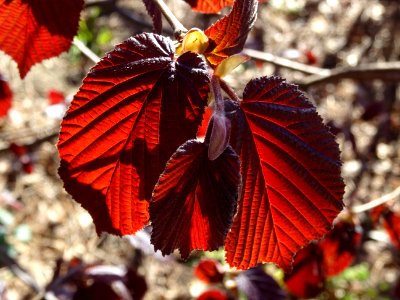Feuilles de noisetier pourpre, Corylus maxima purpurea, Bé… 