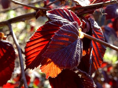 Feuilles de noisetier pourpre, Corylus maxima purpurea, Bé… 