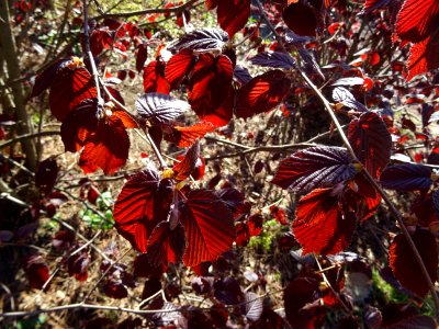 Feuilles de noisetier pourpre, Corylus maxima purpurea, Bé… 
