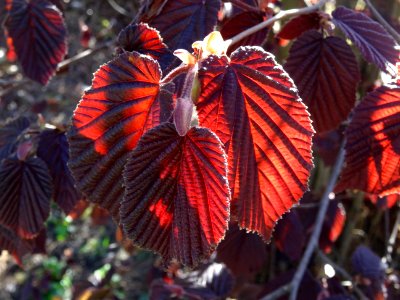 Feuilles de noisetier pourpre, Corylus maxima purpurea, Bé… 