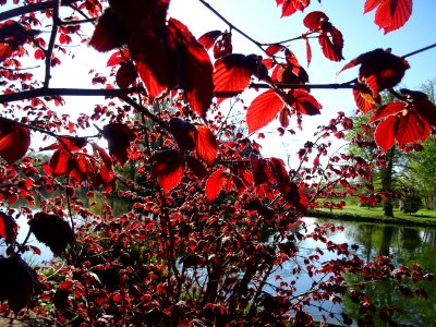 Feuilles de noisetier pourpre, Corylus maxima purpurea, Bé… 