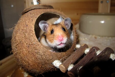Nest rest animal