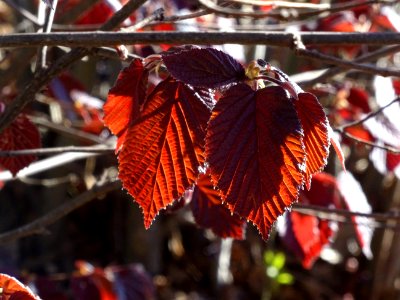 Feuilles de noisetier pourpre, Corylus maxima purpurea, Bé… 