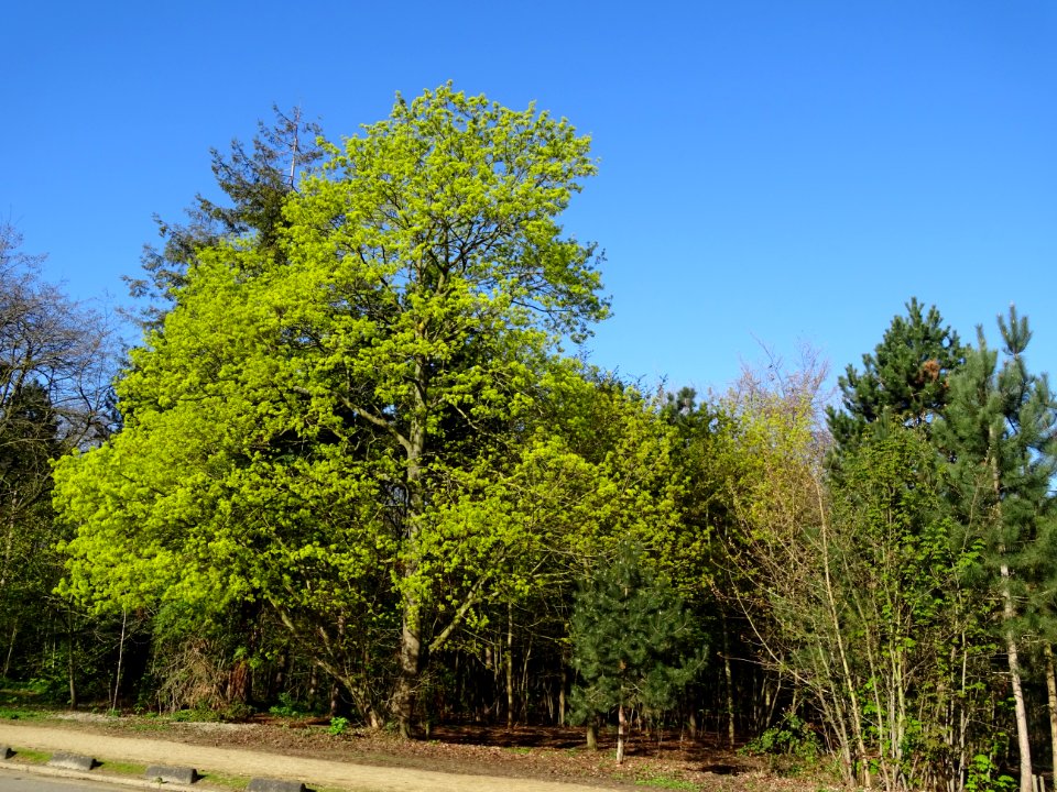 La pleine floraison de l'Erable plane, Acer planatoides, A… 