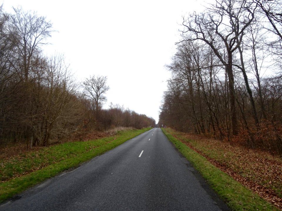 Forêt domaniale de Compiègne, route entre la Croix-St-Ouen… 