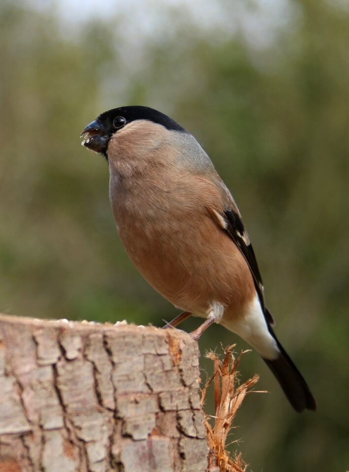 Nature finch spring