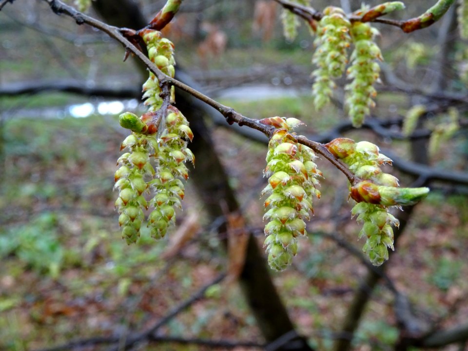 Chatons mâles, Charme, Carpinus betulus, Bétulacées 