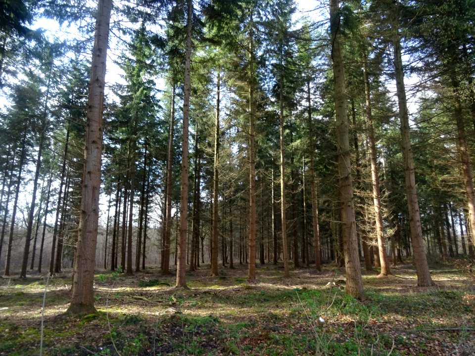 Forêt domaniale d'Halatte, non loin d'Ognon, Oise 