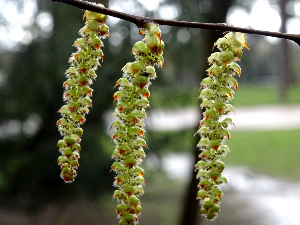 Chatons mâles, Charme, Carpinus betulus, Bétulacées 