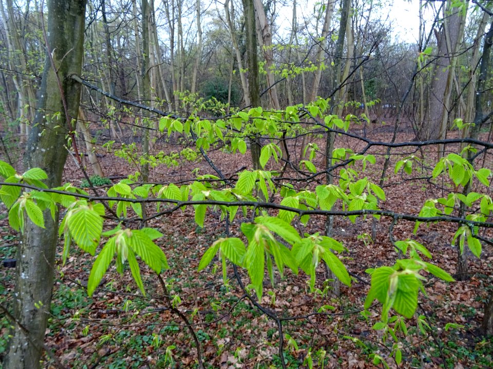 Jeunes feuilles de Charme, Carpinus betulus, Bétulacées ou… 
