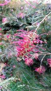 Australia greenery flower