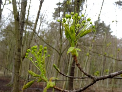 Inflorences d'Erable plane, Acer platanoides, Acéracées 