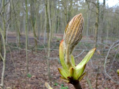 Débourrage des jeunes feuilles de Marronnier d'Inde, Aescu… 
