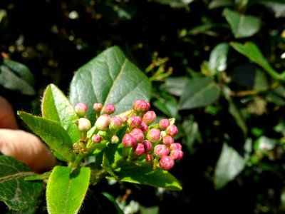 Laurier-tin ou Viorne tin, Viburnum tinus, Adoxacées 
