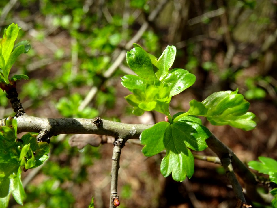 Jeunes feuilles de l'Aubépine épineuse, Crataegus laevigat… 