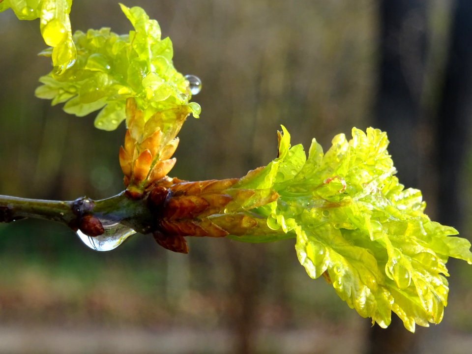 Chêne pédonculé, Quercus pedunculata, Fagacées 