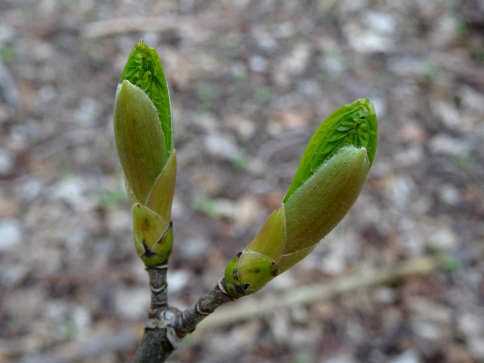 Bourgeons et jeunes feuilles d'Erable ... , Acéracées 