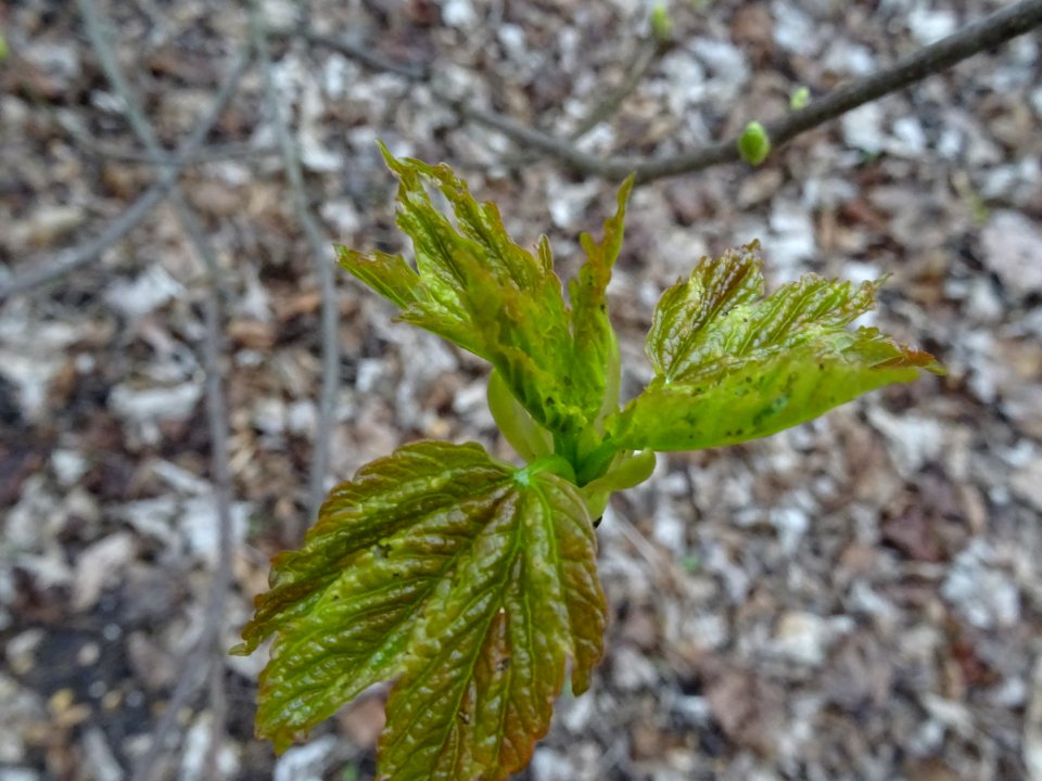 Débourrage des jeunes feuilles d'Erable sycomore, Acer pse… 