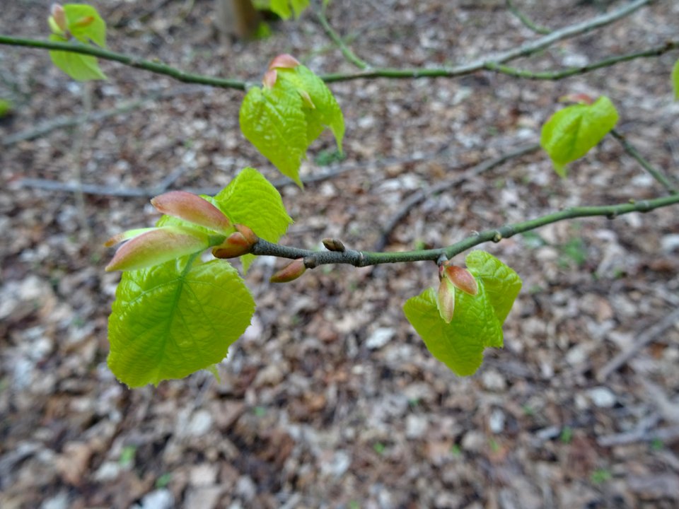 Jeunes feuilles de Noisetier, Corylus avellana, Bétulacées… 