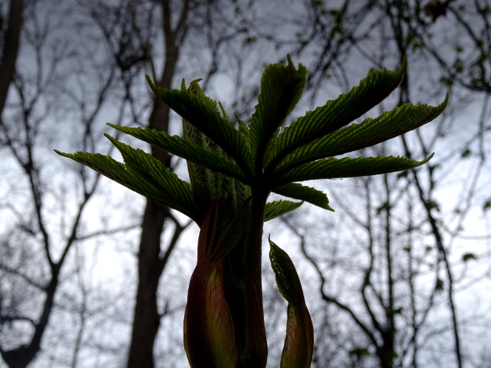 Jeunes feuilles de Marronnier d'Inde, Aesculus hippocastan… 