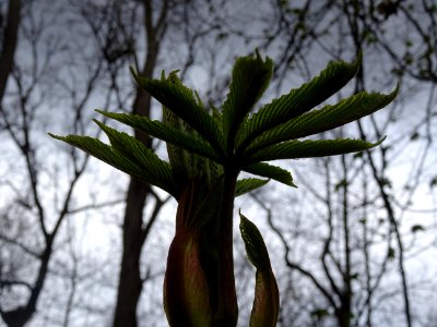 Jeunes feuilles de Marronnier d'Inde, Aesculus hippocastan… 