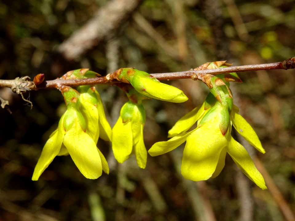 Forsythia en fleurs, Oléacées 