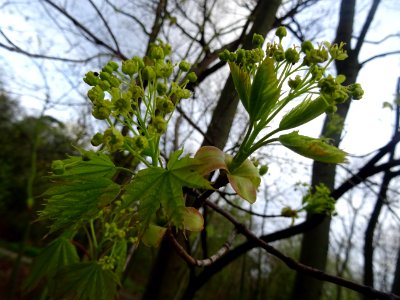 Inflorescences dressées d'érable plane, Acer planatoides, … 