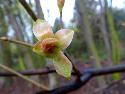 Bourgeon d'érable plane, Acer planatoides, Acéracées 